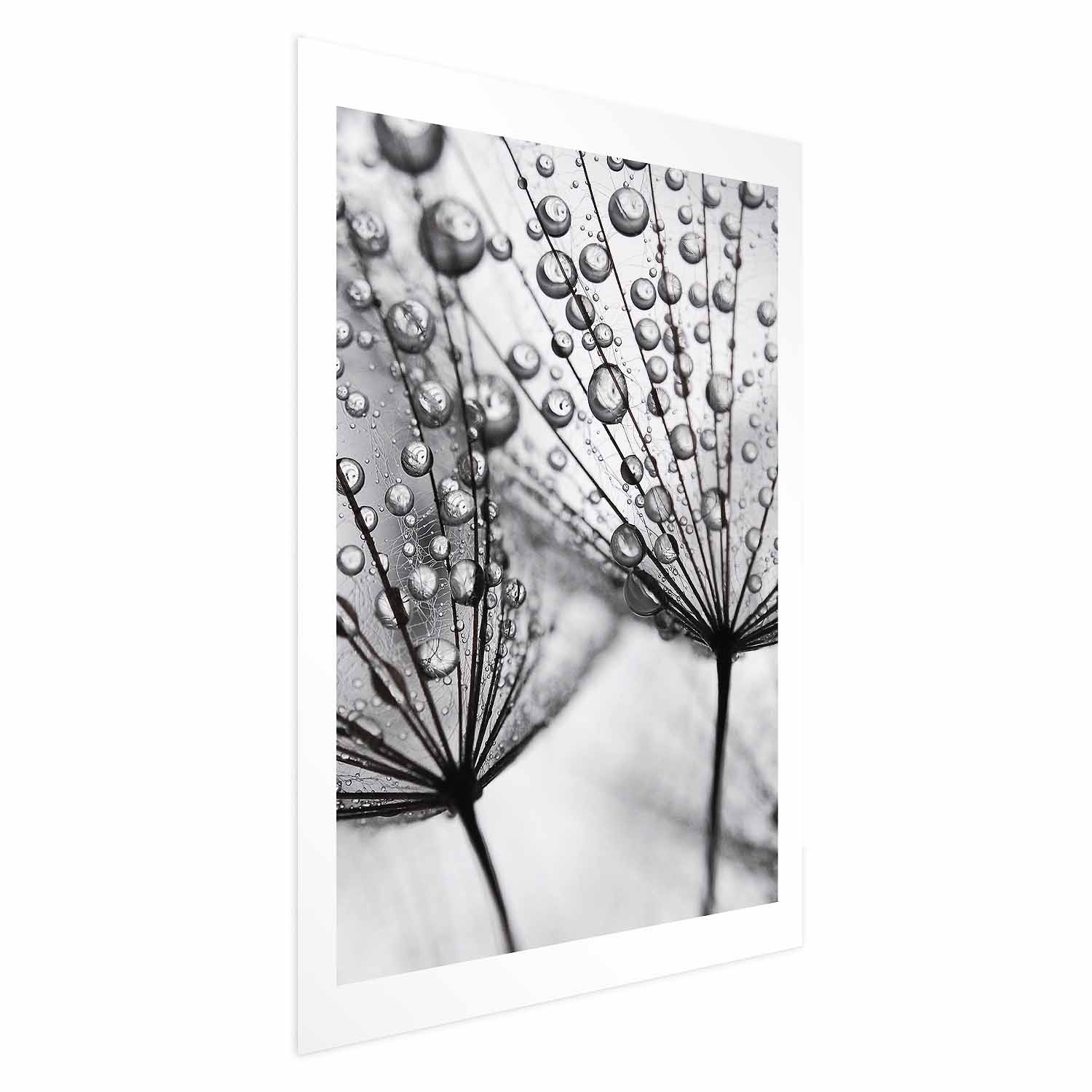 Poster - Macro Dew