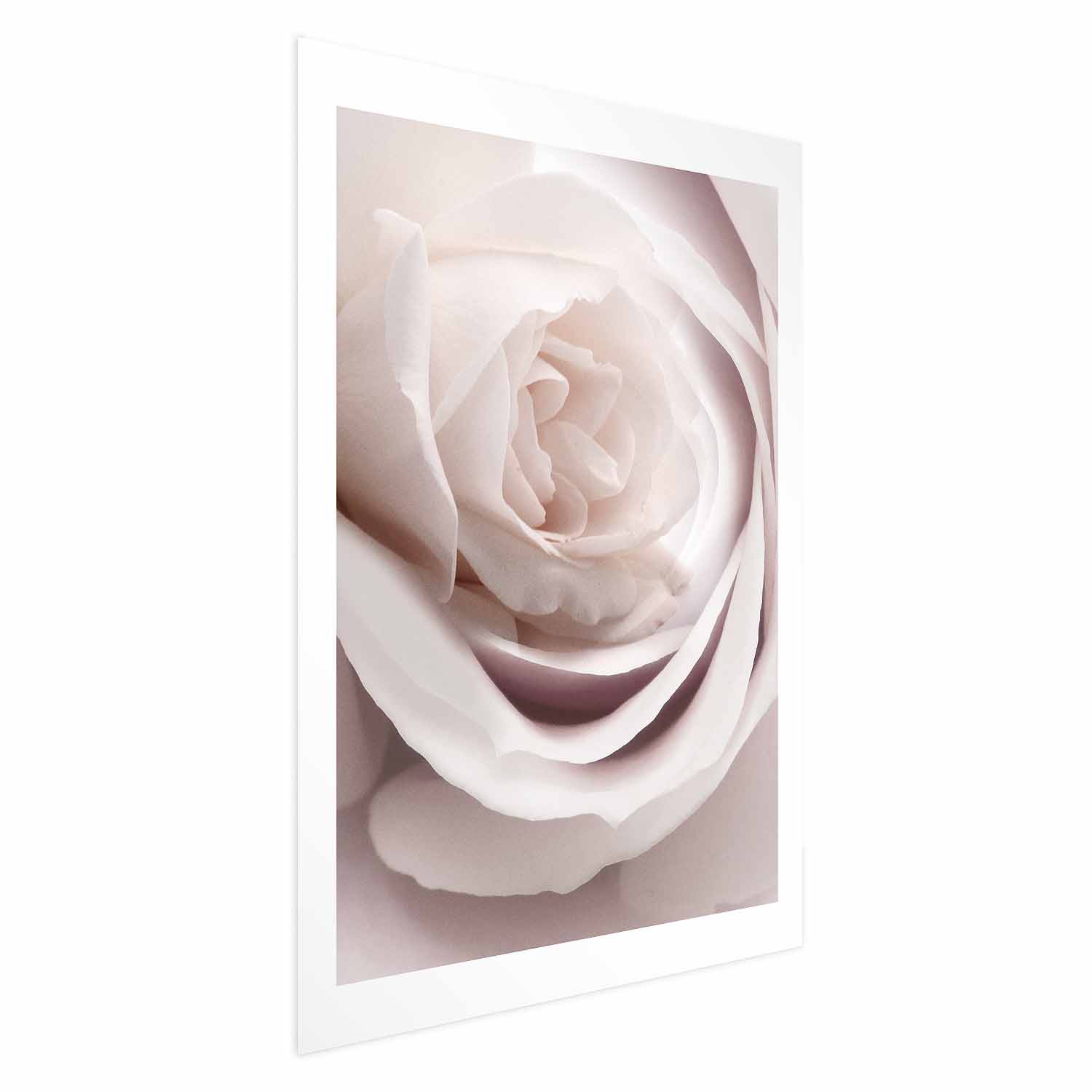 Poster - Porcelain Rose
