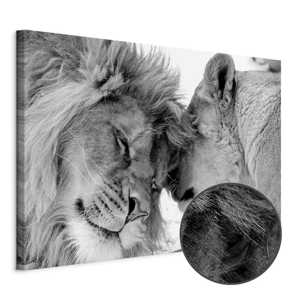 Leinwandbild - Lion's Love