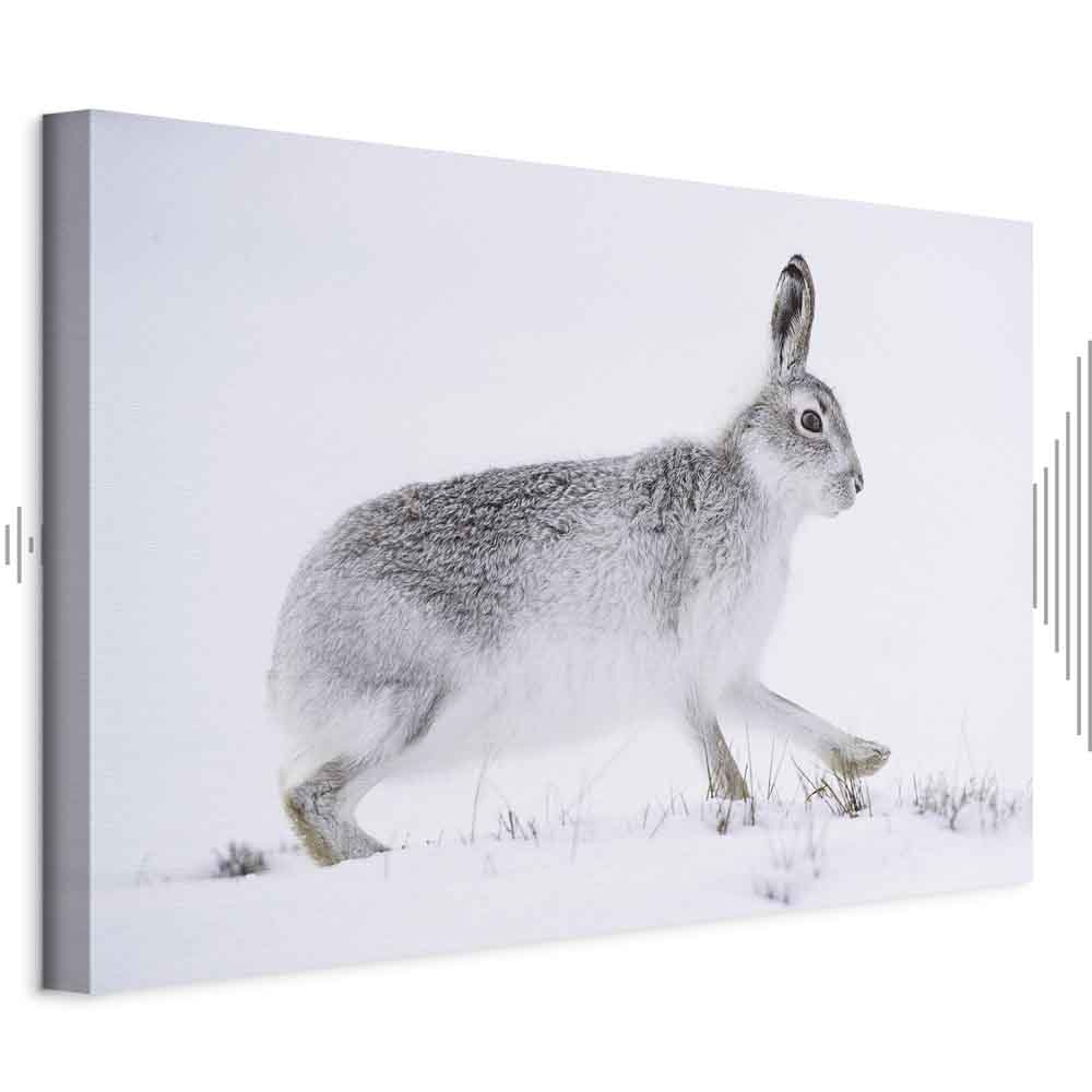 Leinwandbild - Hare (1 Part) Wide